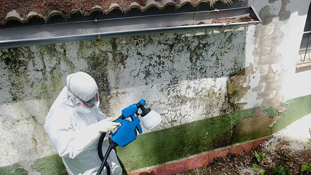 Top rated local Attic Mold Removal specialists in Millington, TN